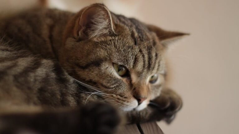 10 Everyday Human Habits That Can Stress Out Your Cat