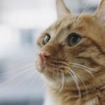 10 Unexpected Things Your Cat Does When You're Not Looking