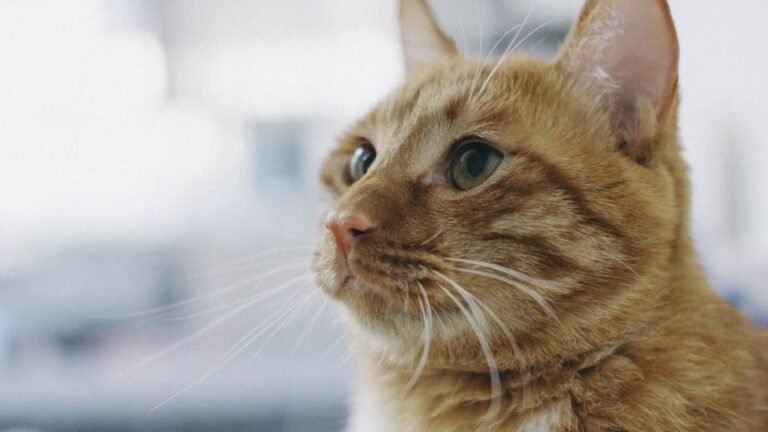 10 Unexpected Things Your Cat Does When You're Not Looking