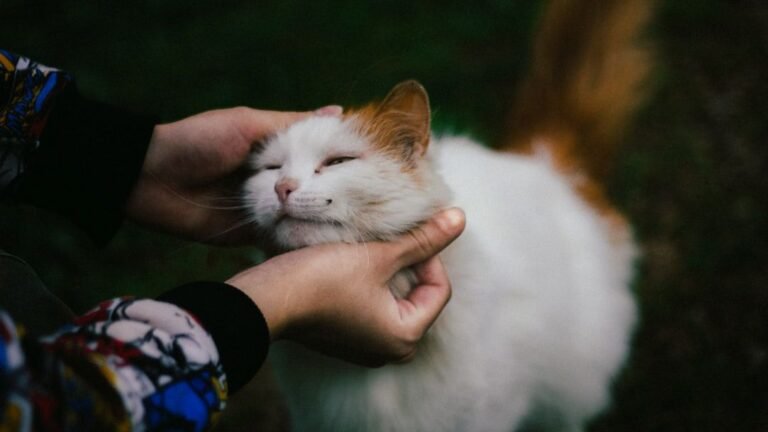 10 Reasons Your Cat Demands Your Attention (and Deserves It)