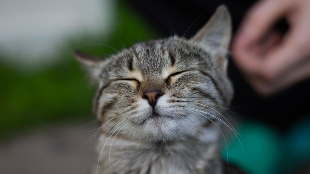 Your Cat's Slow Blink Is a Secret Key to Their Heart