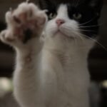 The Smallest Flick of a Cat's Paw Holds Untold Meaning