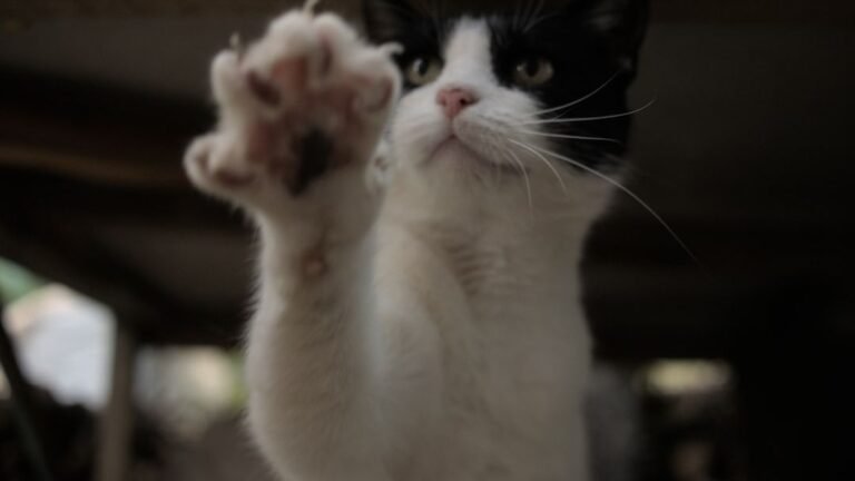 The Smallest Flick of a Cat's Paw Holds Untold Meaning
