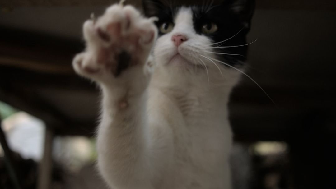 The Smallest Flick of a Cat's Paw Holds Untold Meaning