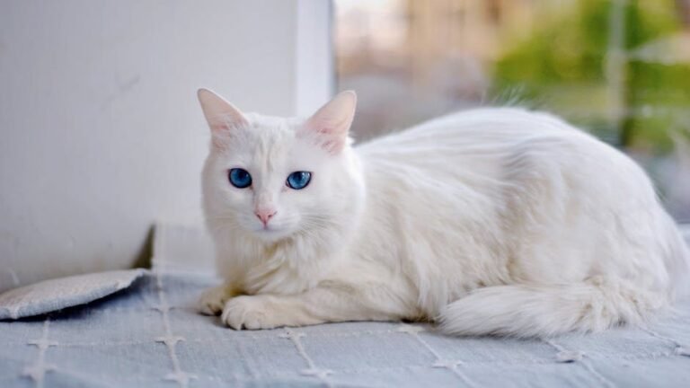 10 Common Myths About Cats That Are Simply Not True (According to Feline Experts)