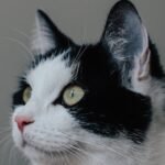 The Subtle Twitch of a Cat's Ear Reveals Their Deepest Thoughts