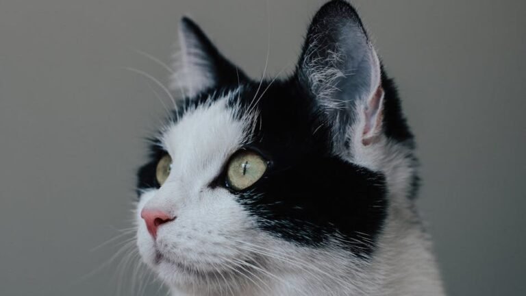 The Subtle Twitch of a Cat's Ear Reveals Their Deepest Thoughts
