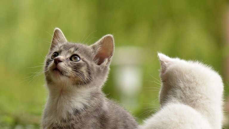7 Ways Your Cat Communicates With You That Go Beyond Simple Meows