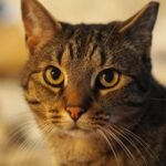 A Cat's Gaze Holds More Wisdom Than You Might Imagine