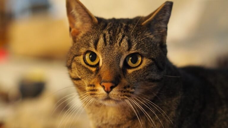 A Cat's Gaze Holds More Wisdom Than You Might Imagine