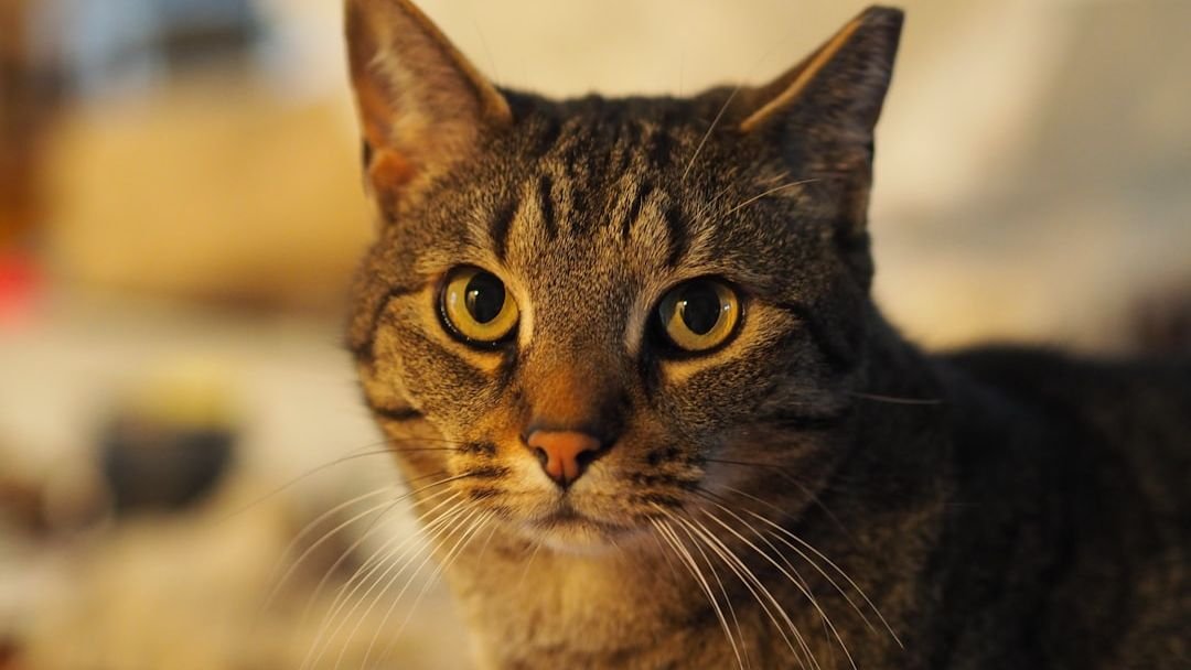 A Cat's Gaze Holds More Wisdom Than You Might Imagine