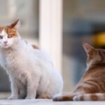 8 Common Mistakes Cat Owners Make When Introducing a New Pet (and How to Avoid Them)