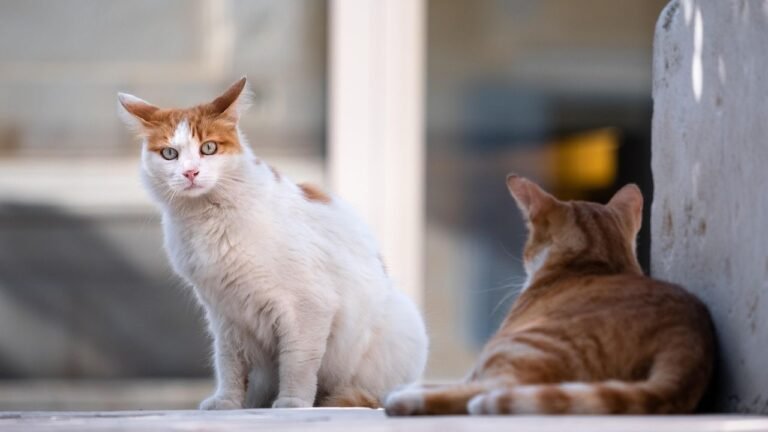 8 Common Mistakes Cat Owners Make When Introducing a New Pet (and How to Avoid Them)