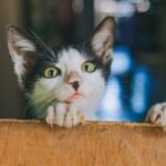 11 Habits Your Cat Has That Prove They're Smarter Than You Think