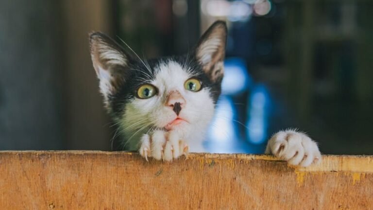 11 Habits Your Cat Has That Prove They're Smarter Than You Think