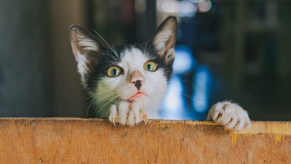 11 Habits Your Cat Has That Prove They're Smarter Than You Think