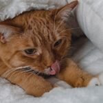 The Way Your Cat Kneads You Is a Profound Act of Comfort