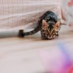 Your Cat's Playful Pounces Are Ancient Hunting Instincts in Action