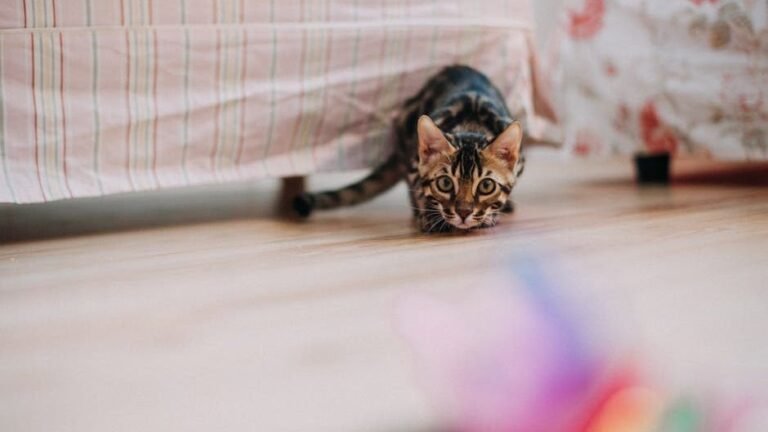 Your Cat's Playful Pounces Are Ancient Hunting Instincts in Action