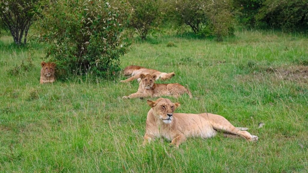 Lions in Kenya's Mara Conservancies Shun Livestock Trails Long After Herds Depart