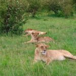 Lions in Kenya's Mara Conservancies Shun Livestock Trails Long After Herds Depart