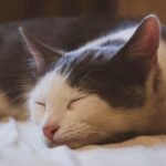 Cats Are Master Strategists, Even in Their Naps