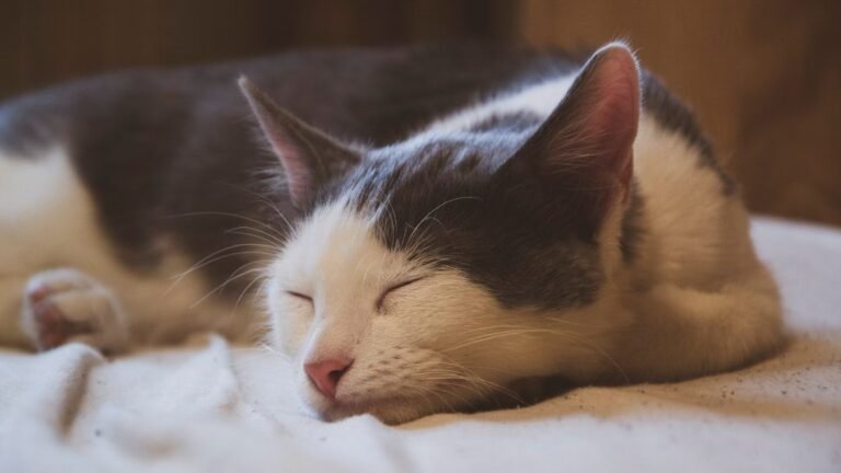 Cats Are Master Strategists, Even in Their Naps