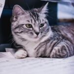 Cats Understand Far More Than We Give Them Credit For