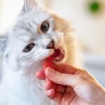 12 Signs Your Cat Thinks You're Their Personal Chef (and How to Handle It)