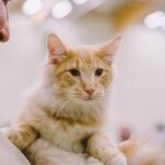 9 Clever Ways Cats Signal They're Feeling Under the Weather (and How to Help)