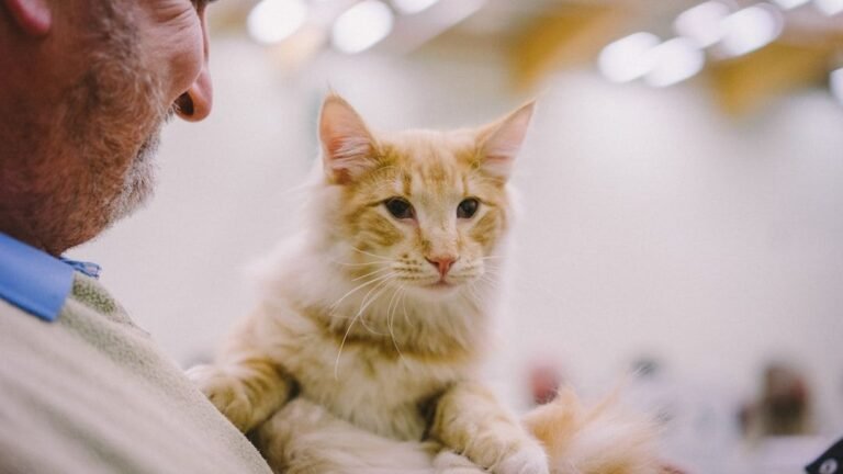 9 Clever Ways Cats Signal They're Feeling Under the Weather (and How to Help)