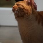 9 Signs Your Cat Trusts You Completely (Even If They Pretend Not To)