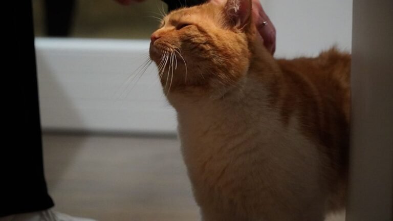9 Signs Your Cat Trusts You Completely (Even If They Pretend Not To)