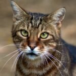 10 Surprising Things Your Cat Does That Are Actually Ancient Instincts