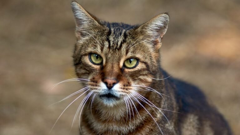 10 Surprising Things Your Cat Does That Are Actually Ancient Instincts