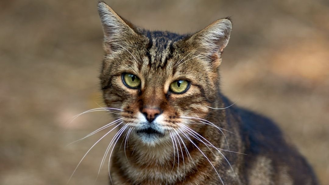 10 Surprising Things Your Cat Does That Are Actually Ancient Instincts
