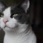 9 Signs Your Cat Is a Highly Intelligent Communicator (Beyond Meows)