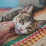 Why Do Some Cats Prefer Watching From Afar Instead of Cuddling?