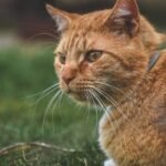 What Are the Unspoken Rules Your Cat Expects You to Follow?