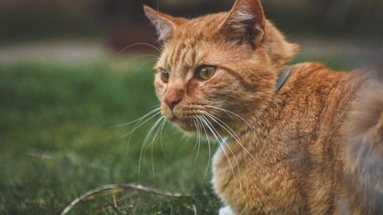 What Are the Unspoken Rules Your Cat Expects You to Follow?