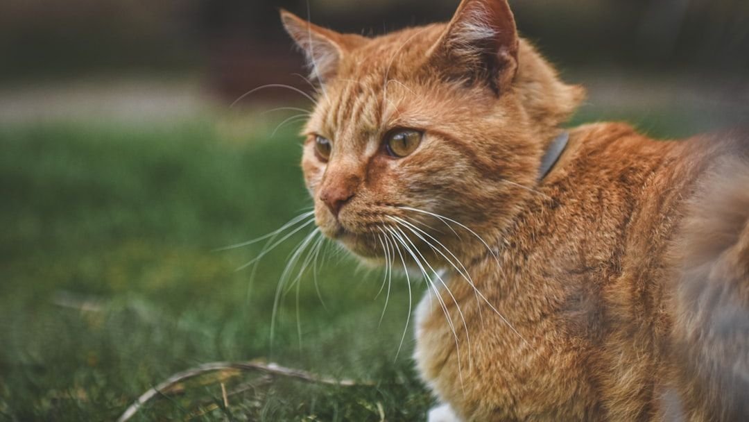 What Are the Unspoken Rules Your Cat Expects You to Follow?