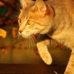 Why Do Cats Always Seem to Land on Their Feet? The Science Revealed