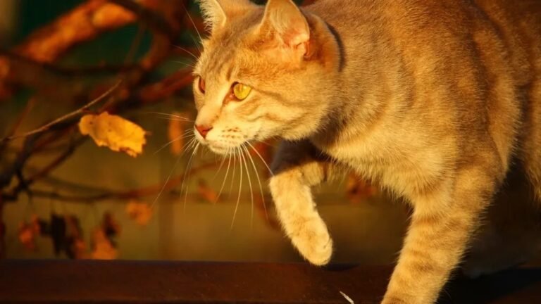 Why Do Cats Always Seem to Land on Their Feet? The Science Revealed