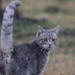 What Does Your Cat's Tail Really Tell You About Their Mood?