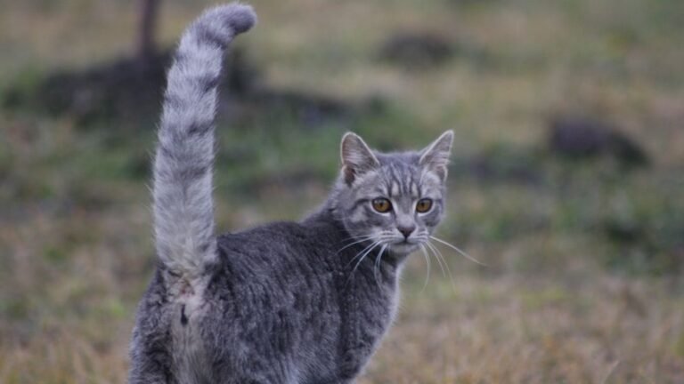 What Does Your Cat's Tail Really Tell You About Their Mood?