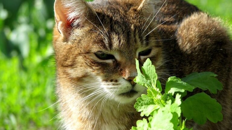 8 Myths About Catnip That Will Surprise Even Experienced Owners