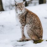 How Do Wild Lynxes Survive Harsh Winters? Lessons for Domestic Cats
