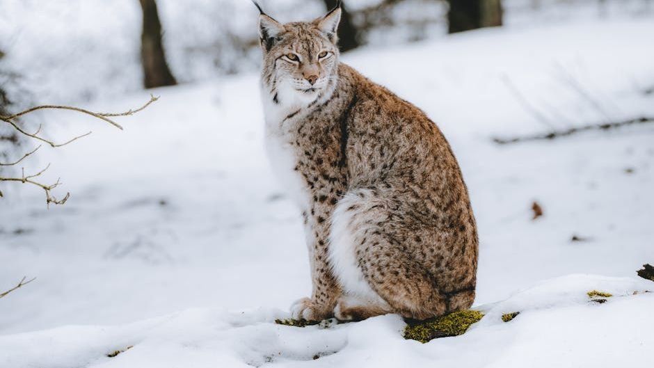 How Do Wild Lynxes Survive Harsh Winters? Lessons for Domestic Cats