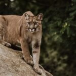Do Mountain Lions Roam Near Human Settlements? Understanding Their Habits