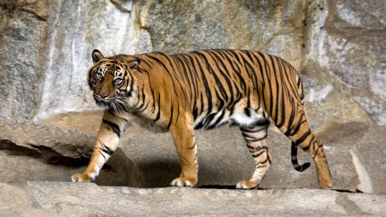 15 Fascinating Facts About Endangered Wild Cats You Need To Know